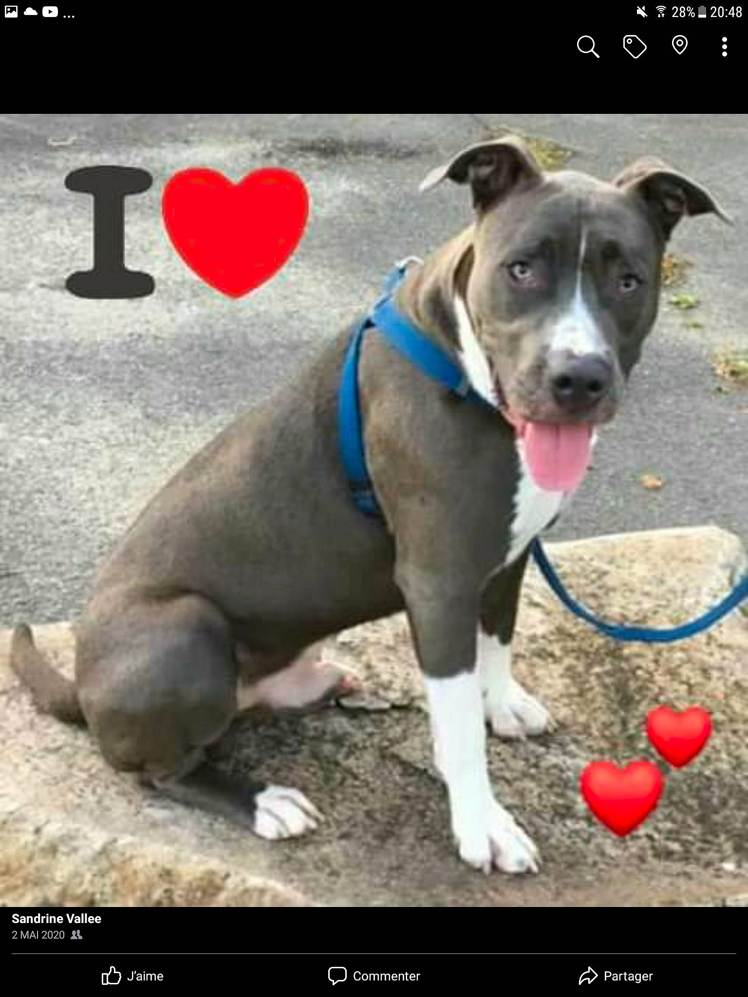 Blunt participe au concours pour gagner de l'argent avec cette photo : canidae, carnivore, collar, companion_dog, dog, dog_breed, dog_collar, dog_supply, electric_blue, fawn, leash, non_sporting_group, paw, pet_supply, photo_caption, photography, snout, sporting_group, whiskers, working_animal