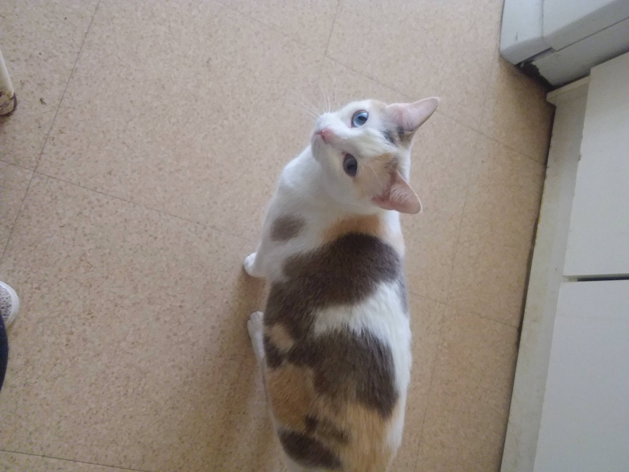 Belle participe au concours pour gagner de l'argent avec cette photo : carnivore, cat, dog_breed, domestic_short_haired_cat, fawn, felidae, flooring, foot, fur, hardwood, paw, small_to_medium_sized_cats, snout, tail, terrestrial_animal, whiskers, wood