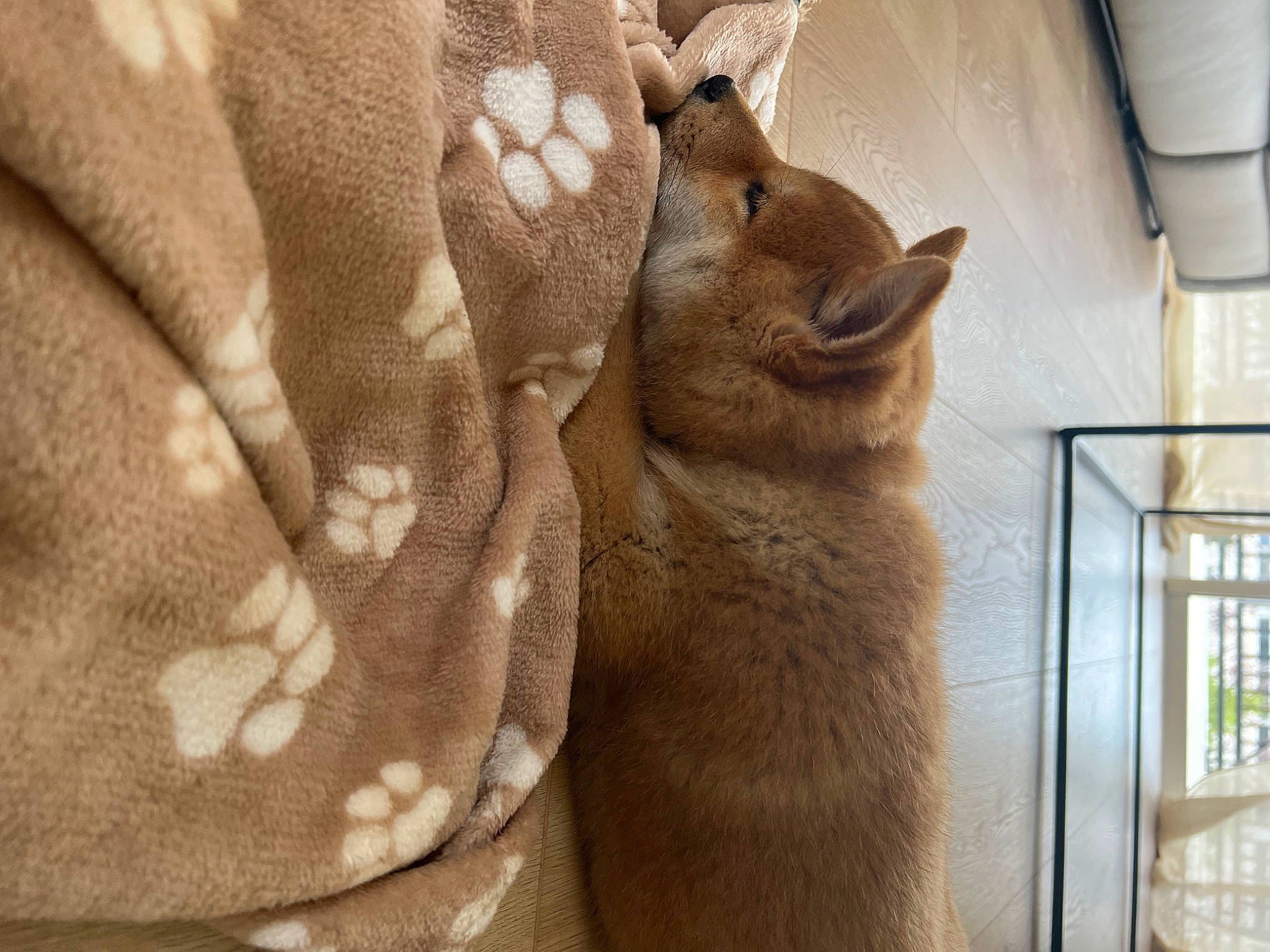 Dolce a rejoint le concours — aidez-le/la à gagner de superbes lots ! art, artifact, carnivore, comfort, domestic_short_haired_cat, fawn, felidae, fur, linens, pattern, plant, sculpture, small_to_medium_sized_cats, snout, statue, tail, terrestrial_animal, whiskers, window, wood