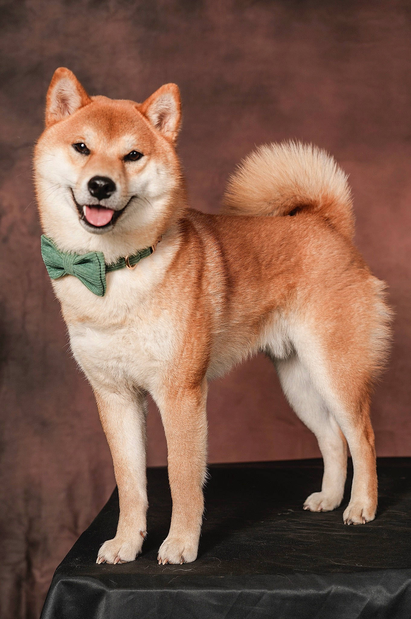 Dolce participe au concours pour gagner de l'argent avec cette photo : ancient_dog_breeds, canidae, canis, carnivore, companion_dog, dog, dog_breed, fawn, fur, non_sporting_group, snout, tail, terrestrial_animal, whiskers, wildlife, working_animal