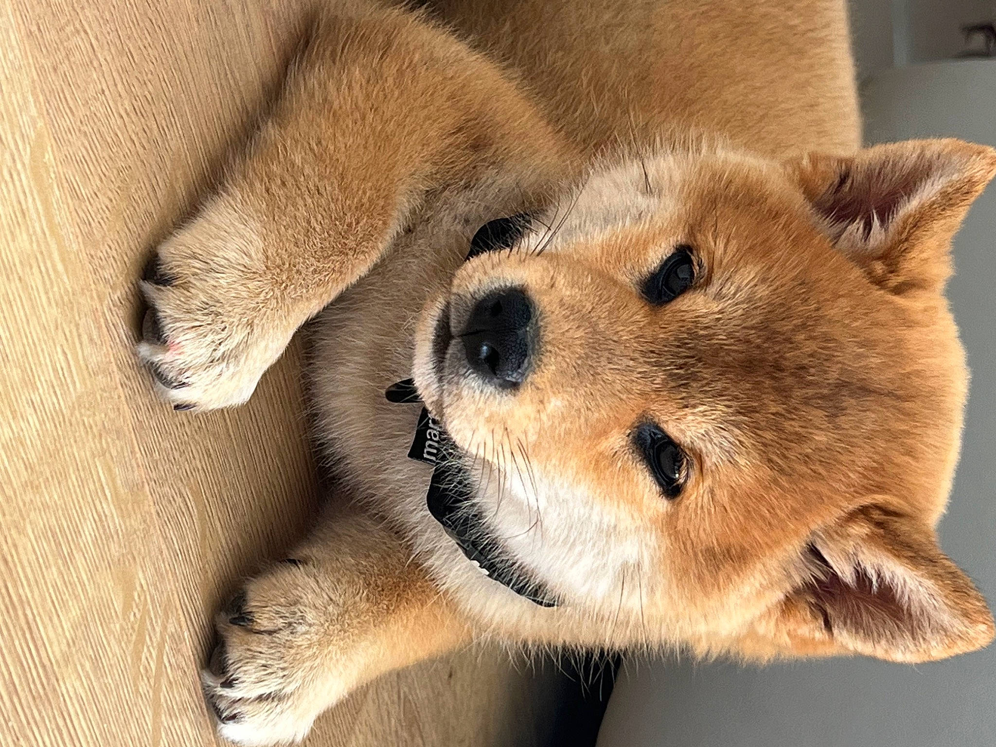 Dolce a rejoint le concours — aidez-le/la à gagner de superbes lots ! canidae, carnivore, collar, companion_dog, dog, dog_breed, fawn, fur, non_sporting_group, paw, snout, sporting_group, terrestrial_animal, whiskers, wildlife