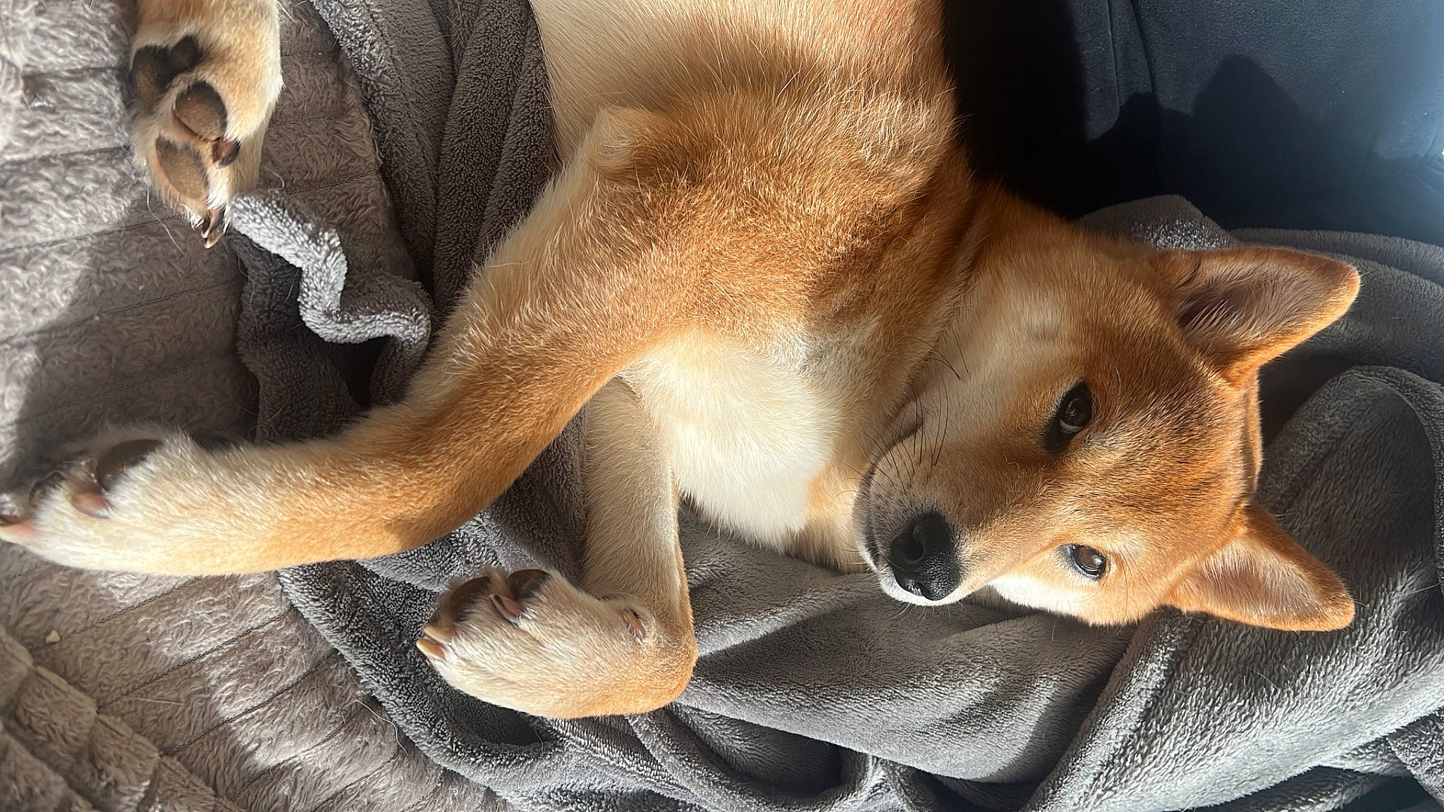 Dolce a rejoint le concours — aidez-le/la à gagner de superbes lots ! ancient_dog_breeds, carnivore, comfort, companion_dog, dingo, dog, dog_breed, fawn, fur, non_sporting_group, paw, snout, spitz, sporting_group, street_dog, tail, terrestrial_animal, whiskers, wildlife, working_animal