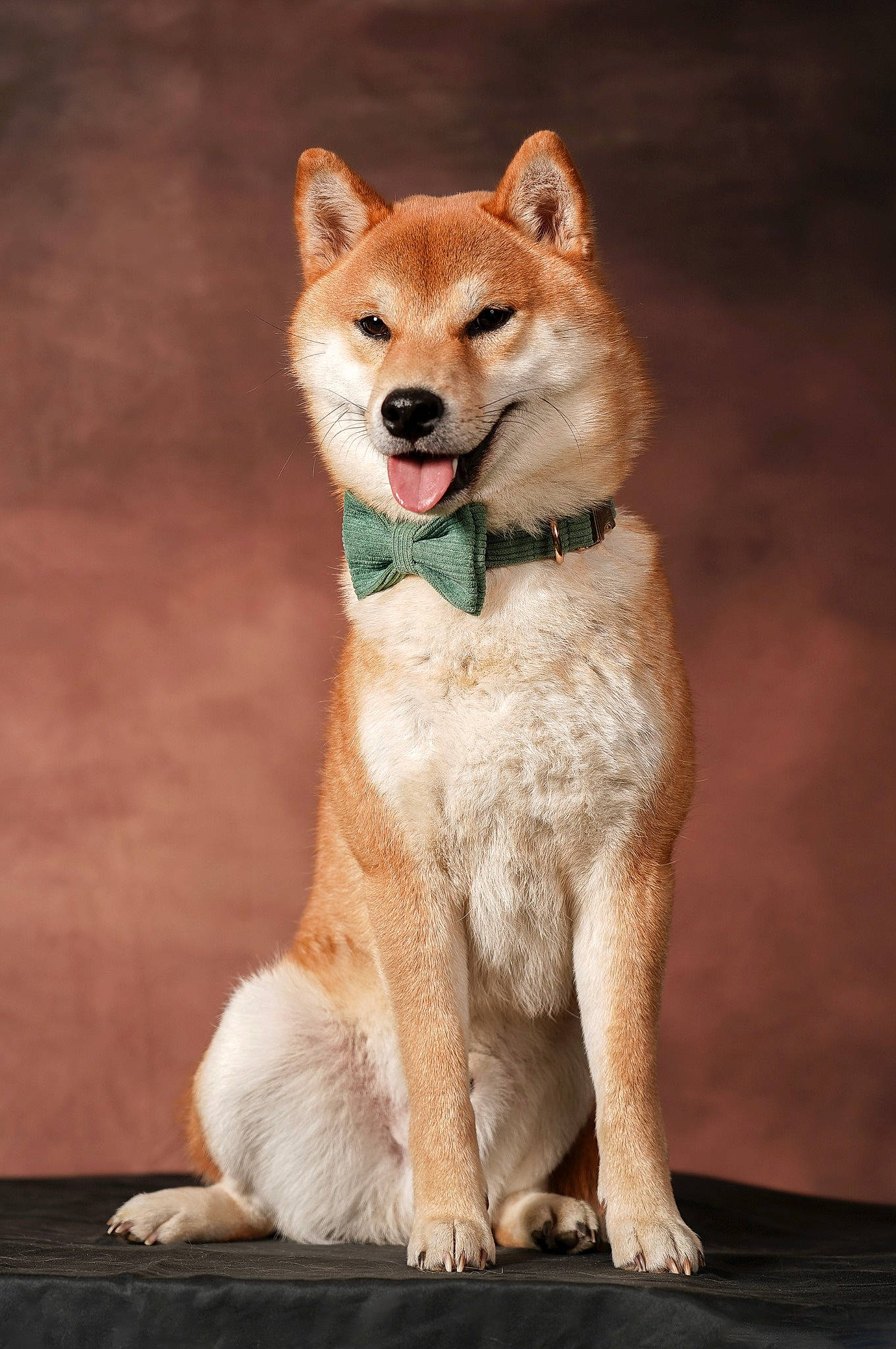 Dolce a rejoint le concours — aidez-le/la à gagner de superbes lots ! ancient_dog_breeds, canidae, carnivore, collar, companion_dog, dog, dog_breed, dog_collar, dog_supply, fawn, fur, non_sporting_group, snout, sporting_group, tail, terrestrial_animal, whiskers, wood, working_animal, working_dog