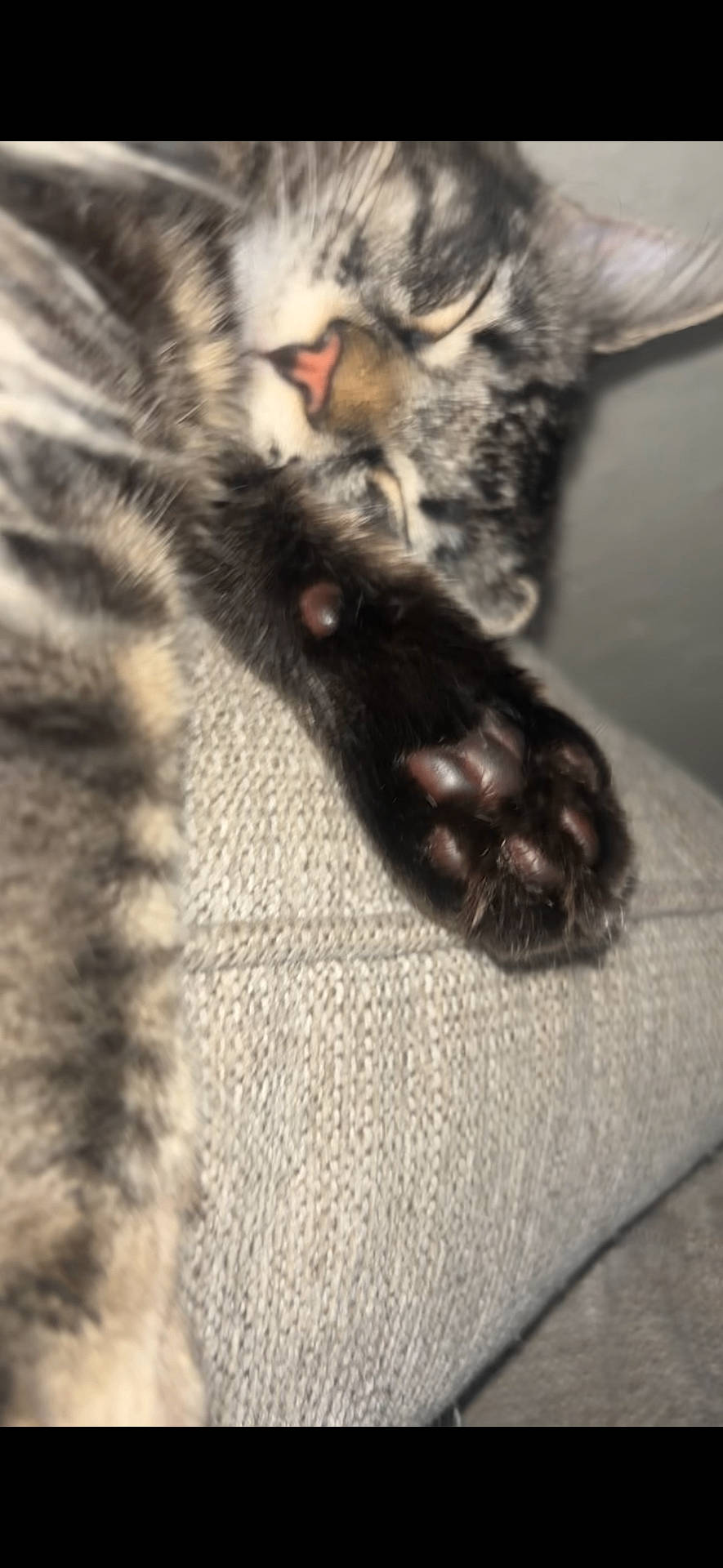 Stoney Montana joined the competition — help win amazing prizes! abyssinian, animal, bodypart, canine, cat, chair, claw, computerhardware, couch, dog, electronics, finger, furniture, hand, hardware, hook, kitten, person, pet, sleeping