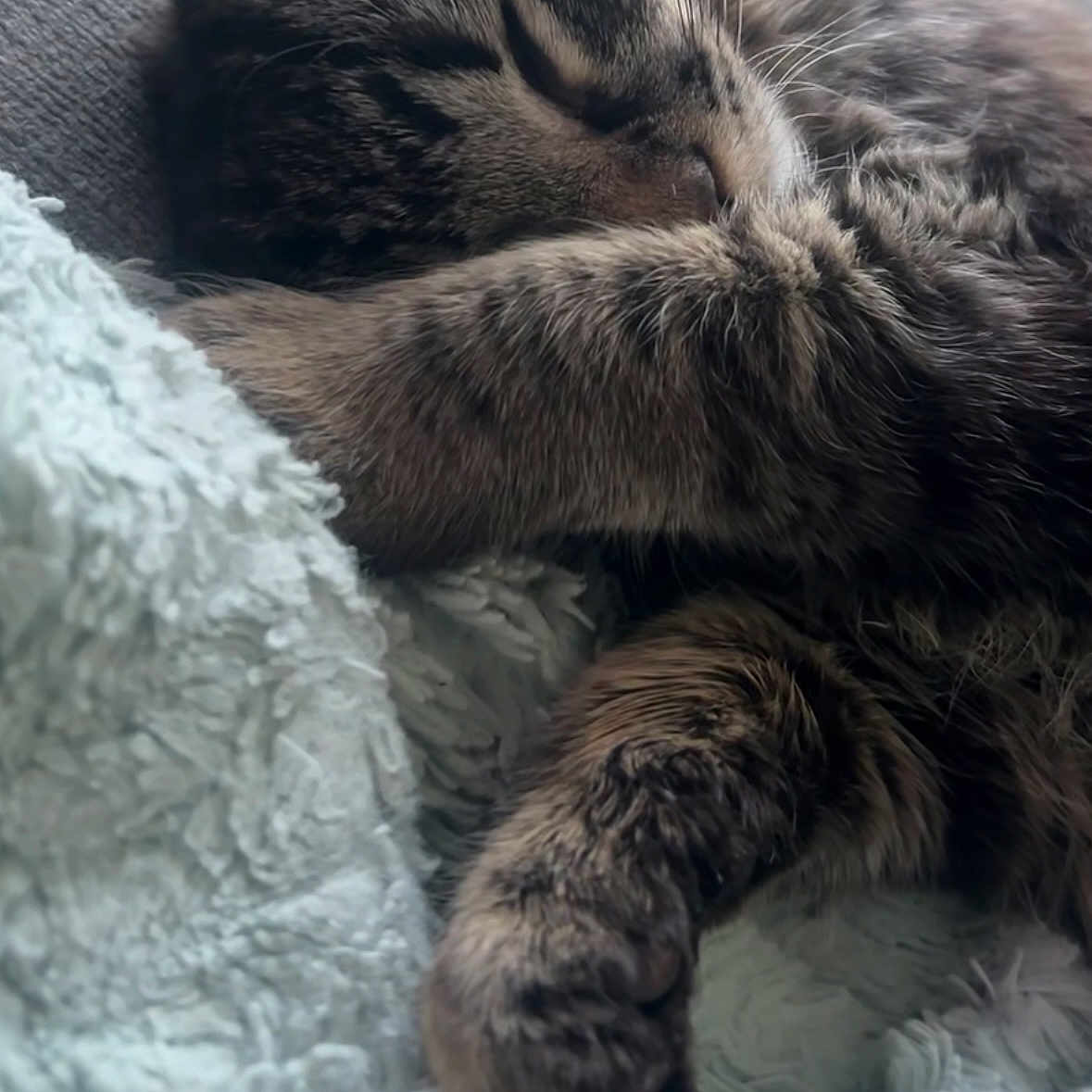 Stoney Montana joined the competition — help win amazing prizes! abyssinian, animal, blanket, cat, chair, clothing, couch, electronics, face, furniture, hardware, head, kitten, manx, person, pet, photography, portrait, quilt, sleeping