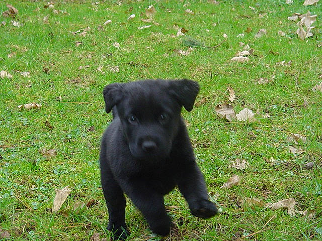 Auxanne a rejoint le concours — aidez-le/la à gagner de superbes lots ! canidae, carnivore, companion_dog, dog, dog_breed, field, grass, grass_family, grassland, groundcover, lawn, meadow, non_sporting_group, pasture, prairie, puppy, snout, sporting_group, terrestrial_animal, working_animal