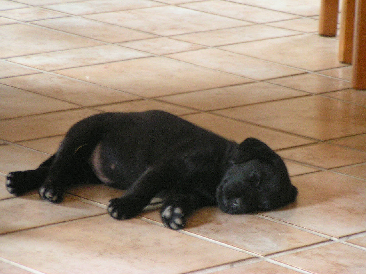 Auxanne participe au concours pour gagner de l'argent avec cette photo : canidae, carnivore, claw, comfort, companion_dog, dog, dog_breed, floor, flooring, foot, fur, shadow, snout, sporting_group, tail, terrestrial_animal, tile, tile_flooring, working_animal, working_dog