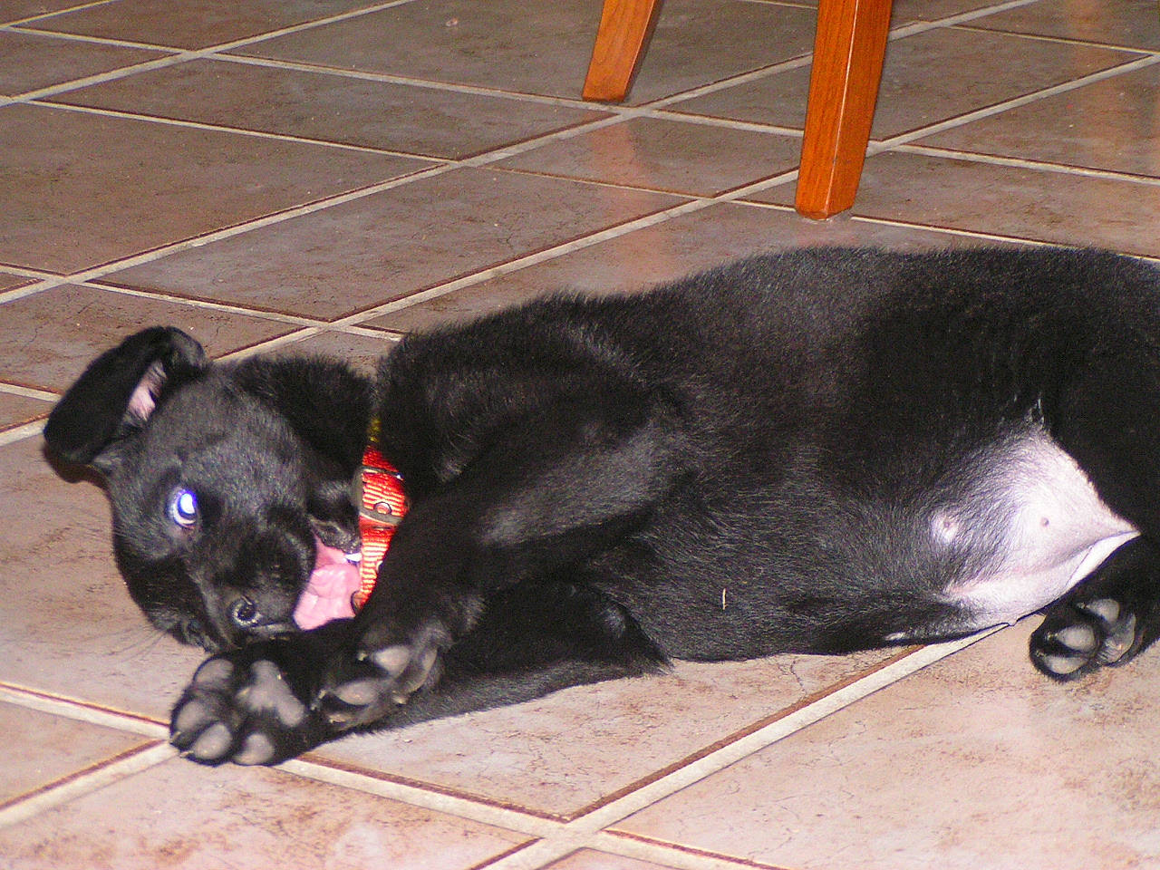 Auxanne a rejoint le concours — aidez-le/la à gagner de superbes lots ! canidae, carnivore, collar, comfort, companion_dog, dog, dog_breed, dog_collar, floor, flooring, fur, pet_supply, puppy, snout, sporting_group, tail, terrestrial_animal, tile, working_animal, working_dog