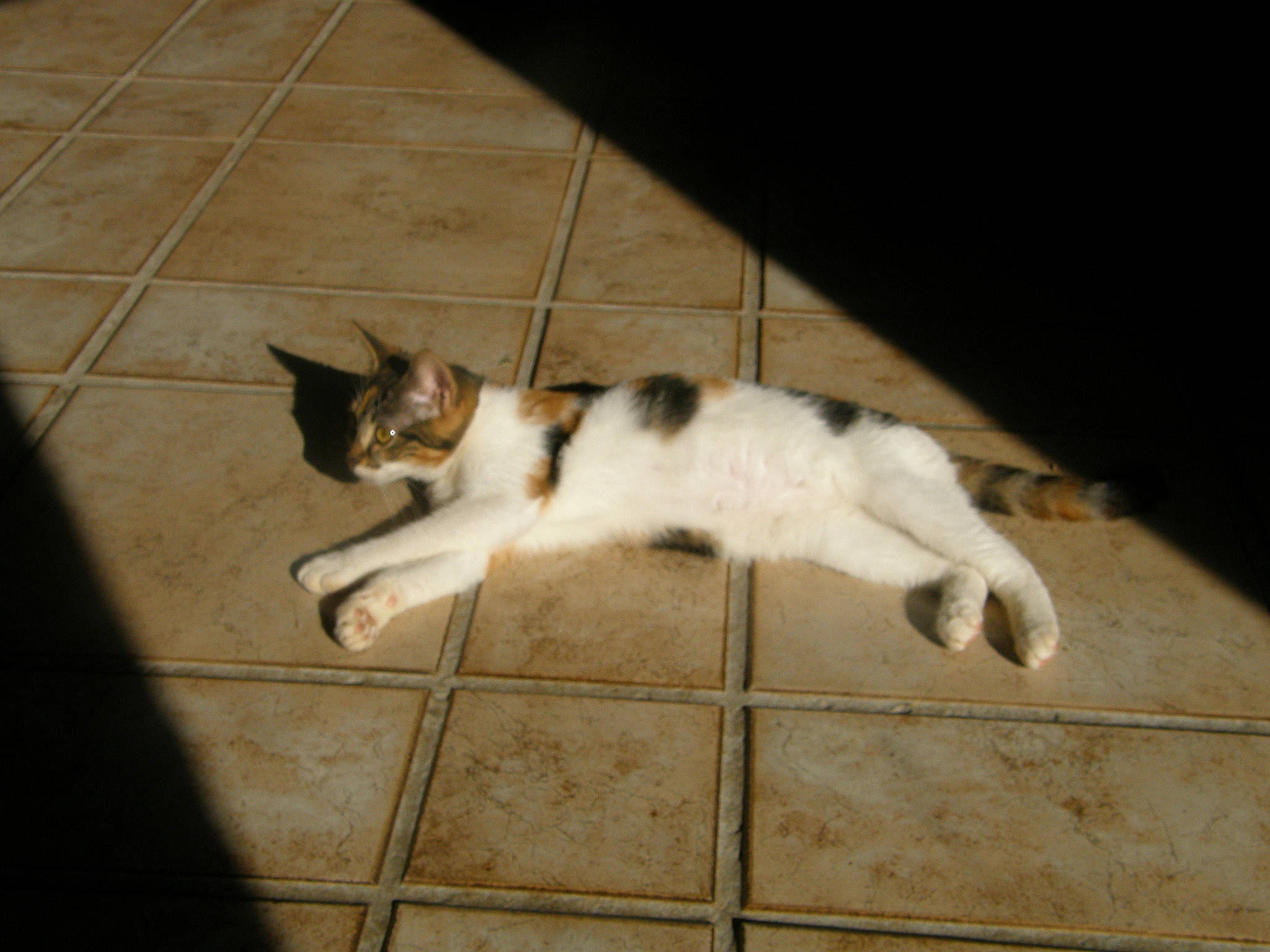 Canelle participe au concours pour gagner de l'argent avec cette photo : aegean_cat, carnivore, cat, domestic_short_haired_cat, european_shorthair, felidae, floor, flooring, mammal, paw, polydactyl_cat, small_to_medium_sized_cats, sporting_group, tail, whiskers