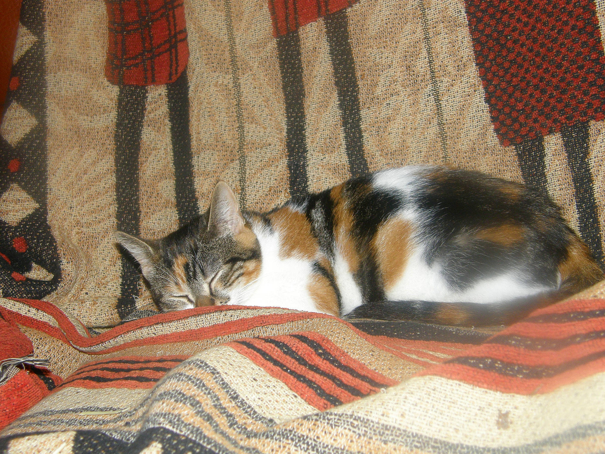 Canelle a rejoint le concours — aidez-le/la à gagner de superbes lots ! aegean_cat, carnivore, cat, domestic_short_haired_cat, european_shorthair, felidae, fur, kitten, linens, small_to_medium_sized_cats, tail, textile, whiskers