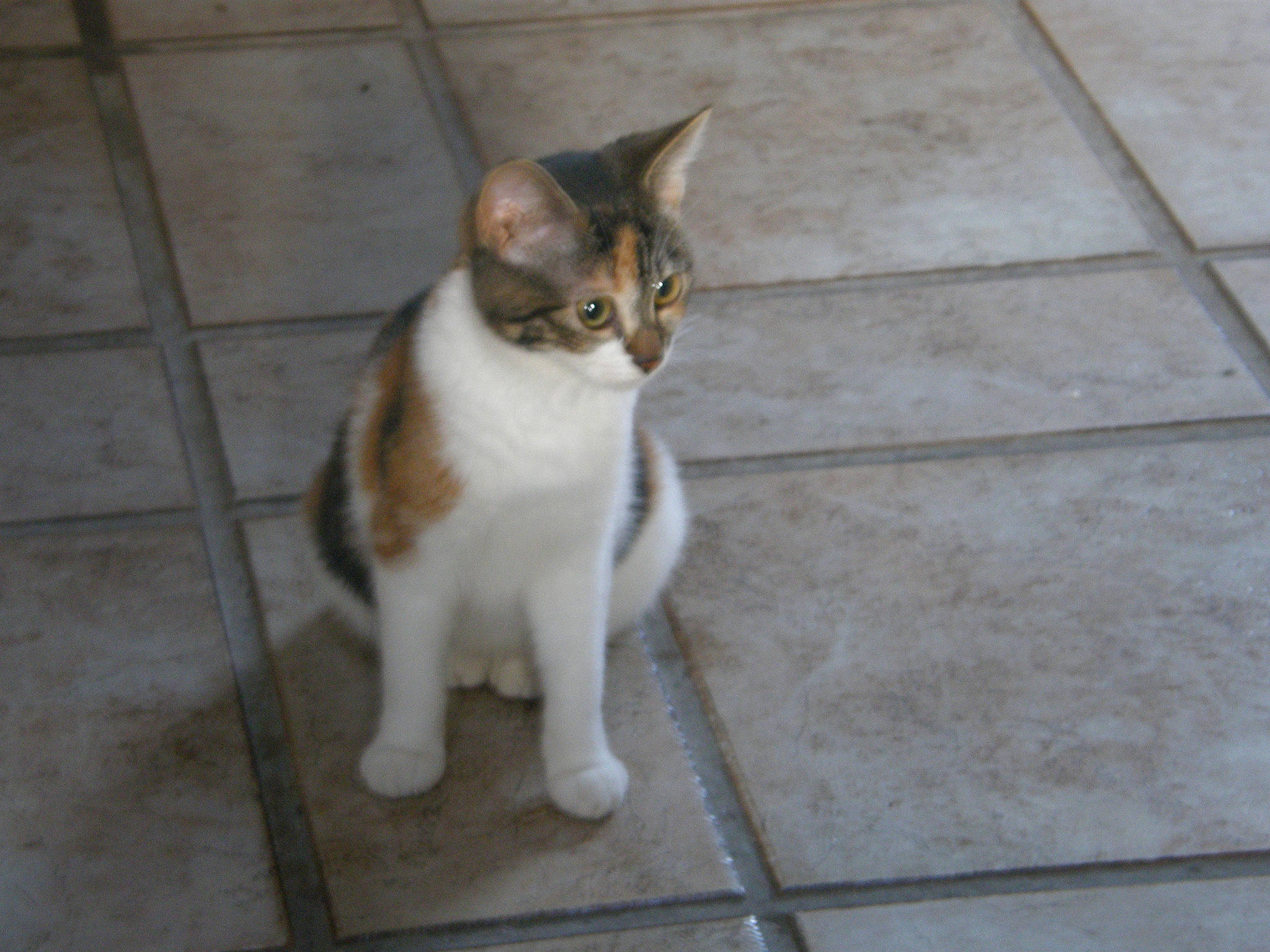 Canelle participe au concours pour gagner de l'argent avec cette photo : aegean_cat, american_wirehair, arabian_mau, asian, carnivore, cat, domestic_short_haired_cat, european_shorthair, fawn, felidae, floor, mammal, ojos_azules, polydactyl_cat, small_to_medium_sized_cats, tail, whiskers