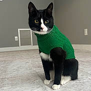 Figaro is registered to the contest to win money with this photo: cat, black_and_white, green_sweater, indoor, carpet, pet, feline, curious, sitting, cozy, animal, whiskers, ears, yellow_eyes, minimalist_room, wall, vent, floor, cute, portrait