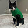 cat, black_and_white, green_sweater, indoor, carpet, pet, feline, curious, sitting, cozy, animal, whiskers, ears, yellow_eyes, minimalist_room, wall, vent, floor, cute, portrait