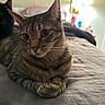Derek Duck Zoolander joined the competition — help win amazing prizes! animal, bed, bedroom, brown_fur, cat, close_up, ears, feline, green_eyes, indoors, lamp, loaf_position, pet, portrait, second_cat, sitting, striped_fur, tabby_cat, whiskers, window_blinds