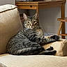 Derek Duck Zoolander is registered to the contest to win money with this photo: animal, armchair, brown_fur, cat, cozy, desk, ears, feline, furniture, home, indoors, lounging, pet, portrait, relaxed, sitting, staring, striped_fur, tabby_cat, whiskers