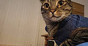 Derek Duck Zoolander joined the competition — help win amazing prizes! animal, blinds, blue_outfit, carpet, cat, closeup, domestic_animal, ears, eyes, funny, furniture, indoors, living_room, paws, pet, portrait, sitting, striped_fur, tabby, whiskers