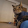 animal, blinds, blue_outfit, carpet, cat, closeup, domestic_animal, ears, eyes, funny, furniture, indoors, living_room, paws, pet, portrait, sitting, striped_fur, tabby, whiskers