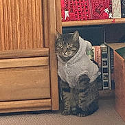 Derek Duck Zoolander is registered to the contest to win money with this photo: animal, books, bookshelf, carpet, cat, closed_eyes, cozy, ears, feline, gray_cat, indoors, paws, pet, sitting, sleepy, tabby, towel, whiskers, wooden_cabinet, wrapped