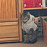 animal, books, bookshelf, carpet, cat, closed_eyes, cozy, ears, feline, gray_cat, indoors, paws, pet, sitting, sleepy, tabby, towel, whiskers, wooden_cabinet, wrapped