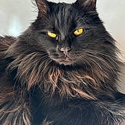 Gokou participe au concours pour gagner de l'argent avec cette photo : cat, black_cat, fluffy, yellow_eyes, pet, animal, feline, indoor, portrait, close_up, whiskers, fur, relaxed, laying, wooden_surface, domestic_cat, bright_eyes, long_hair, mystical, majestic