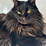 cat, black_cat, fluffy, yellow_eyes, pet, animal, feline, indoor, portrait, close_up, whiskers, fur, relaxed, laying, wooden_surface, domestic_cat, bright_eyes, long_hair, mystical, majestic