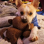Cooper is registered to the contest to win money with this photo: dog, puppy, chihuahua, stuffed_toy, teddy_bear, blanket, bed, paw, eyes, ears, fur, snout, nose, toy, cozy, indoor, portrait, close_up, sweater, bedding