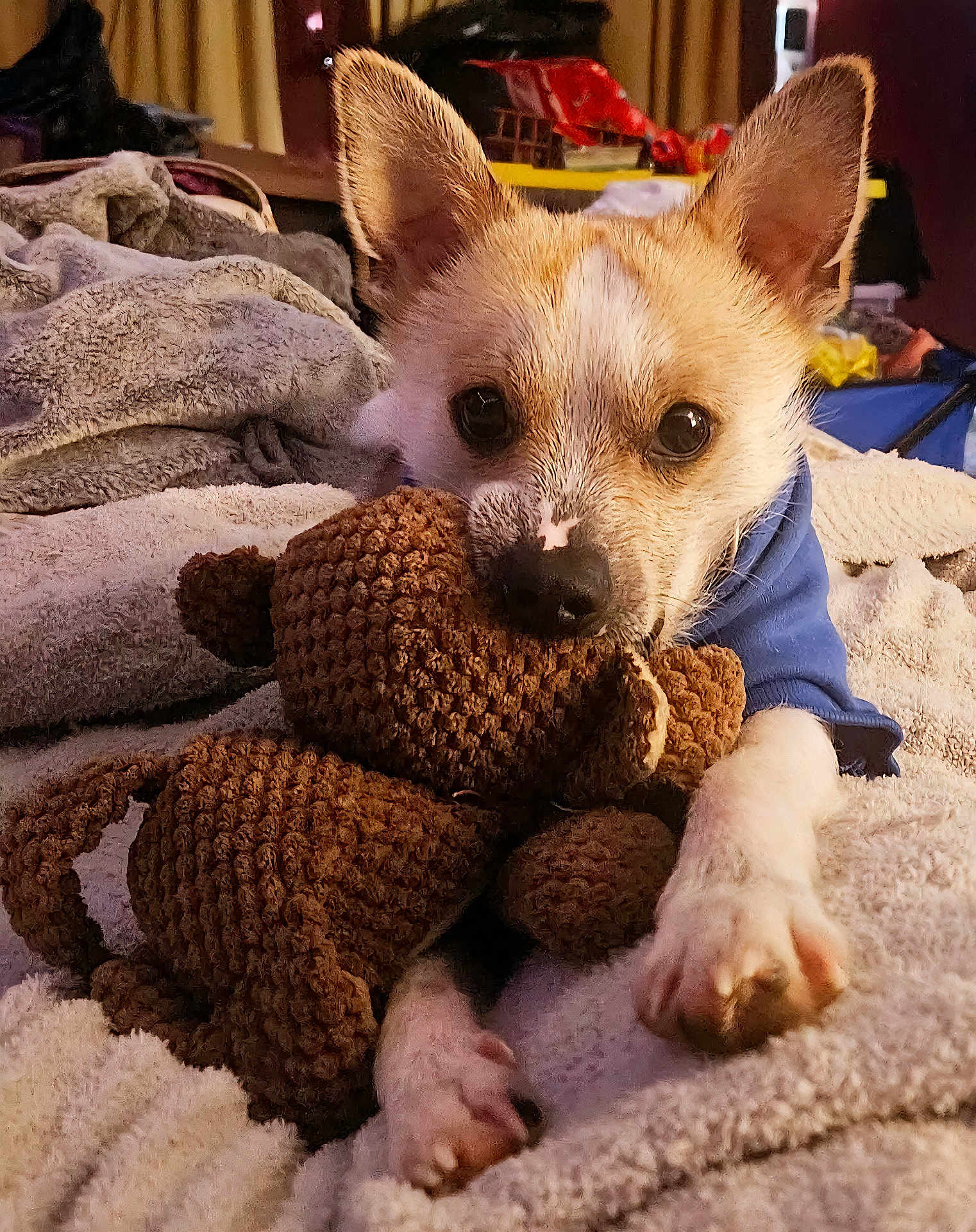 Cooper is registered to the contest to win money with this photo: dog, puppy, chihuahua, stuffed_toy, teddy_bear, blanket, bed, paw, eyes, ears, fur, snout, nose, toy, cozy, indoor, portrait, close_up, sweater, bedding