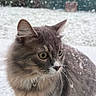 Kirua a rejoint le concours — aidez-le/la à gagner de superbes lots ! cat, gray_cat, fluffy, snow, window, outdoor, animal, pet, curious, whiskers, ears, fur, green_eyes, closeup, winter, snowflakes, nature, cold, mammal, portrait