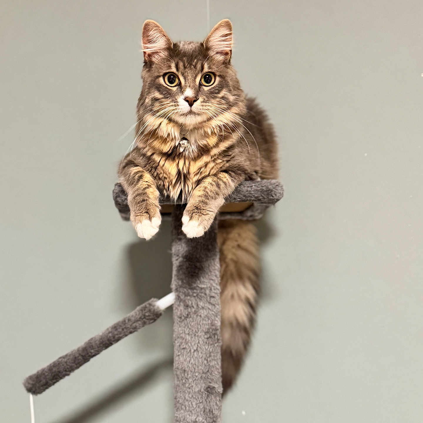 Kirua participe au concours pour gagner de l'argent avec cette photo : cat, fluffy, pet, indoor, animal, feline, cat_tree, gray, white_paws, long_tail, looking_at_camera, close_up, resting, cute, domestic_cat, whiskers, ears, portrait, fur, relaxed