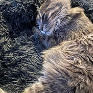 Kirua a rejoint le concours — aidez-le/la à gagner de superbes lots ! cat, sleeping, fluffy, tabby, fur, cozy, blanket, resting, pet, animal, cute, indoor, relaxing, soft, closeup, whiskers, paw, feline, comfort, nap