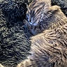 cat, sleeping, fluffy, tabby, fur, cozy, blanket, resting, pet, animal, cute, indoor, relaxing, soft, closeup, whiskers, paw, feline, comfort, nap