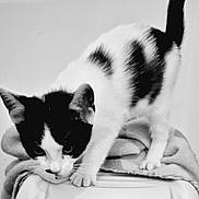 Aloé participe au concours pour gagner de l'argent avec cette photo : cat, black_and_white, animal, pet, feline, curious, blanket, indoor, whiskers, ears, paws, tail, soft_texture, monochrome, portrait, close_up, focused, stretching, home, quiet