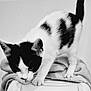 cat, black_and_white, animal, pet, feline, curious, blanket, indoor, whiskers, ears, paws, tail, soft_texture, monochrome, portrait, close_up, focused, stretching, home, quiet