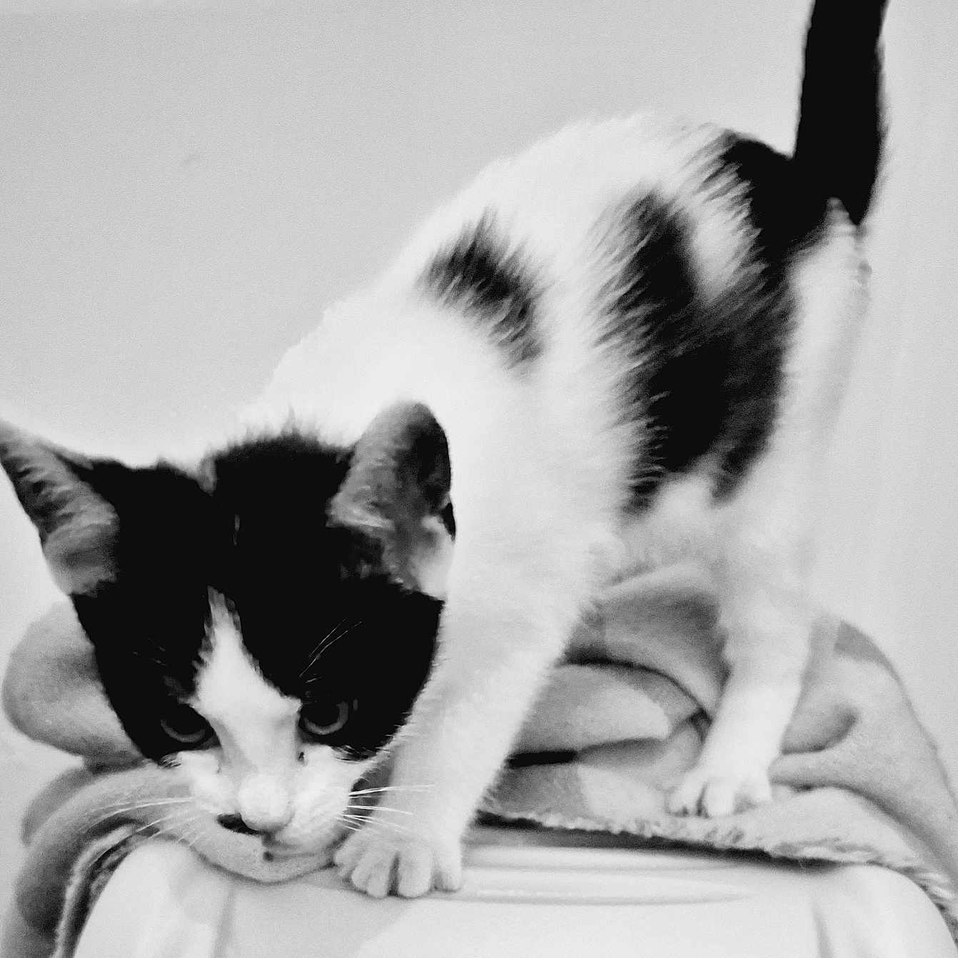 Aloé participe au concours pour gagner de l'argent avec cette photo : animal, black_and_white, blanket, cat, close_up, curious, ears, feline, focused, home, indoor, monochrome, paws, pet, portrait, quiet, soft_texture, stretching, tail, whiskers