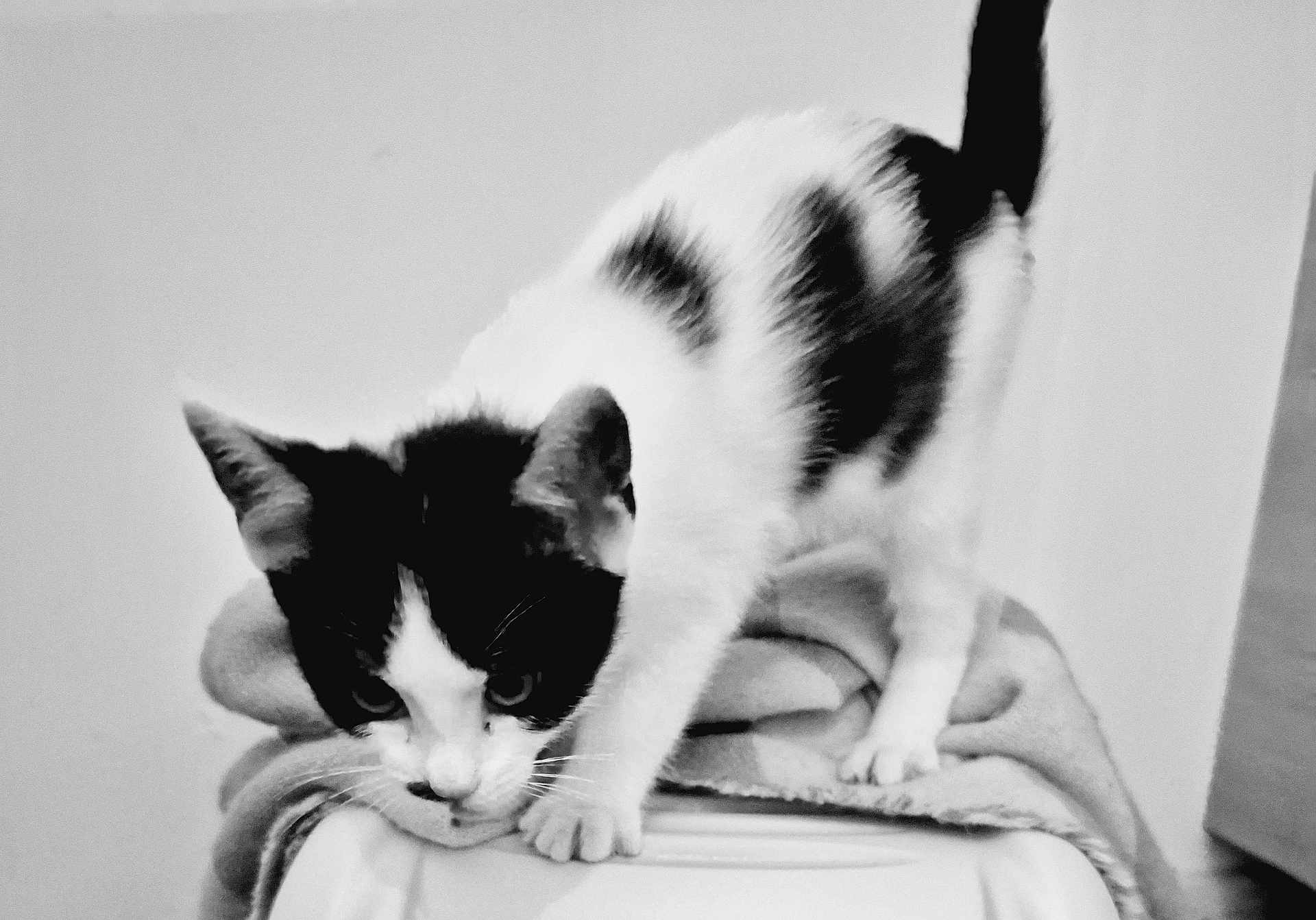 Aloé participe au concours pour gagner de l'argent avec cette photo : cat, black_and_white, animal, pet, feline, curious, blanket, indoor, whiskers, ears, paws, tail, soft_texture, monochrome, portrait, close_up, focused, stretching, home, quiet