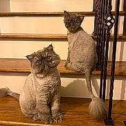 Rudy And Randy is registered to the contest to win money with this photo: cat, cats, kitten, pet, animal, portrait, sitting, staircase, indoors, home, wood, wooden_steps, railing, groomed, fluffy, gray, long_tail, looking_at_camera, funny, domestic_animal
