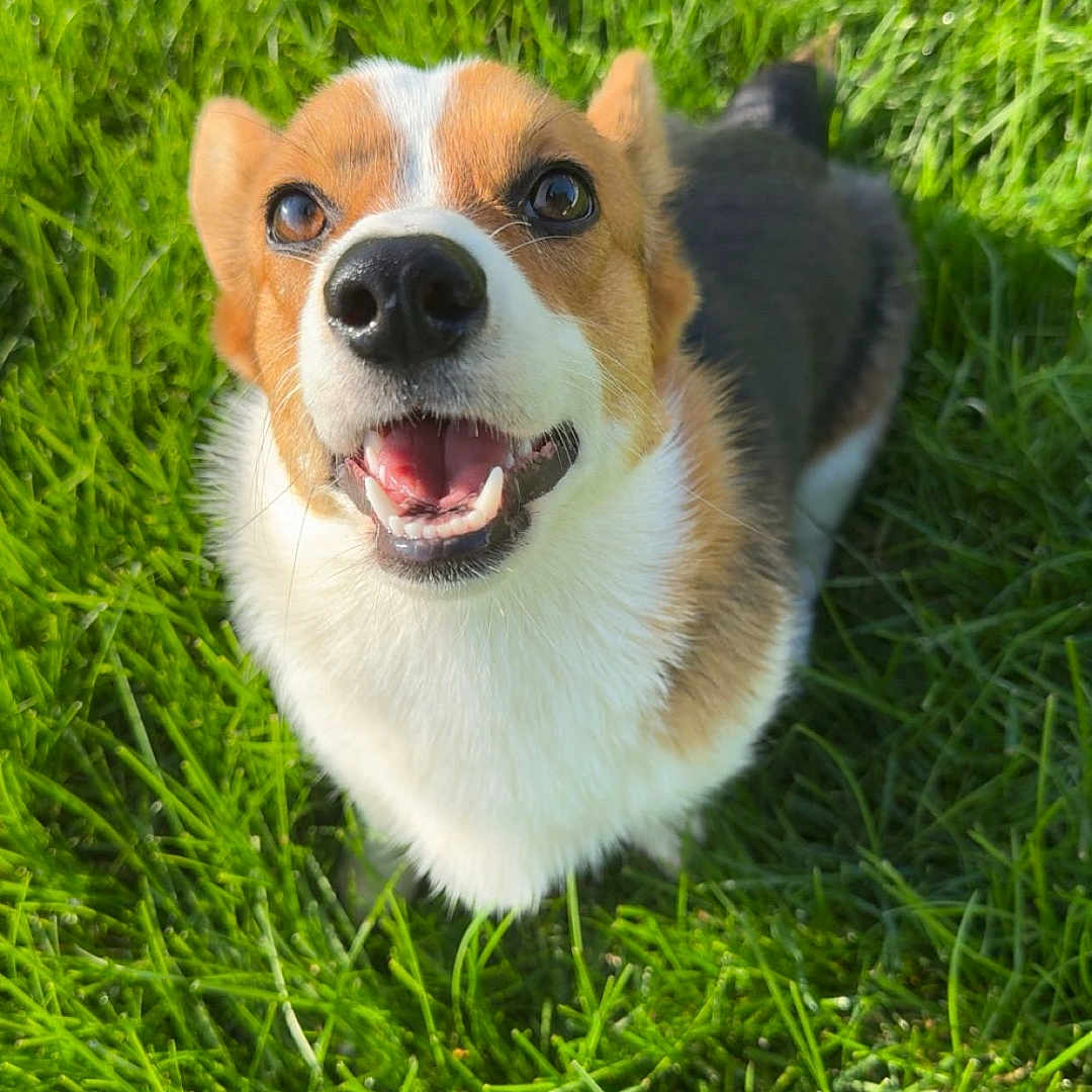 Millie is registered to the contest to win money with this photo: animal, canine, closeup, corgi, cute, dog, ears, expression, friendly, fur, grass, greenery, happy, nature, outdoor, pet, playful, smiling, sunlight, tongue