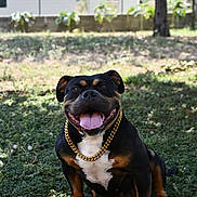 Jessie a rejoint le concours — aidez-le/la à gagner de superbes lots ! dog, happy, smiling, tongue_out, gold_chain, ball, grass, tree, outdoor, pet, playful, sunlight, shadow, black_dog, brown_dog, white_chest, sitting, canine, nature, summer