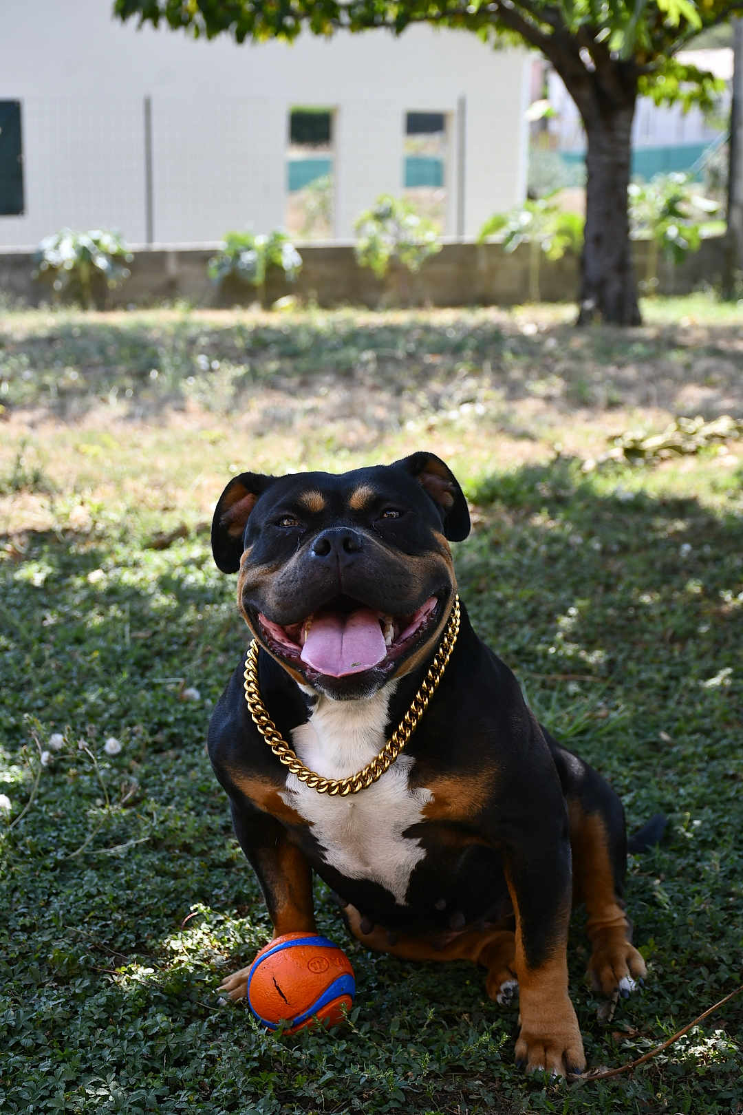 Jessie a rejoint le concours — aidez-le/la à gagner de superbes lots ! dog, happy, smiling, tongue_out, gold_chain, ball, grass, tree, outdoor, pet, playful, sunlight, shadow, black_dog, brown_dog, white_chest, sitting, canine, nature, summer