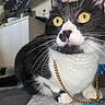 cat, tuxedo_cat, black_and_white, pet, animal, golden_eyes, whiskers, close_up, portrait, sitting, indoors, cozy, fur, white_paws, gold_chain, collar, wall_art, home, carpet, photography