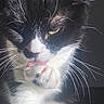 Kira participe au concours pour gagner de l'argent avec cette photo : cat, tuxedo_cat, black_and_white, close_up, portrait, whiskers, green_eye, golden_eye, tongue, paw, fluffy_fur, animal, pet, feline, mischievous, funny, indoor, dramatic_lighting, high_contrast, selfie