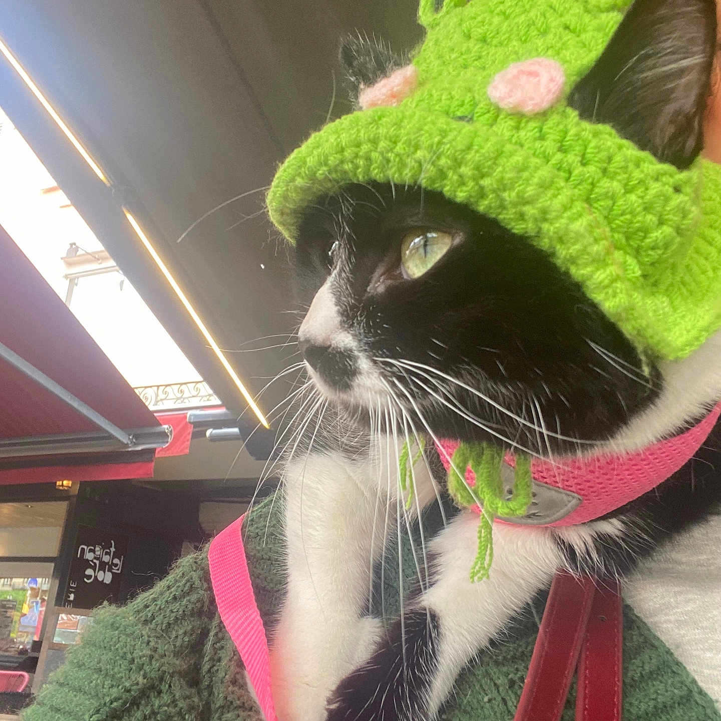Kira a rejoint le concours — aidez-le/la à gagner de superbes lots ! cat, black_and_white, pet, animal, crocheted_hat, green_hat, alien_hat, pink_harness, leash, whiskers, green_clothing, close_up, portrait, profile, indoors, store, urban, fashion, costume, cute