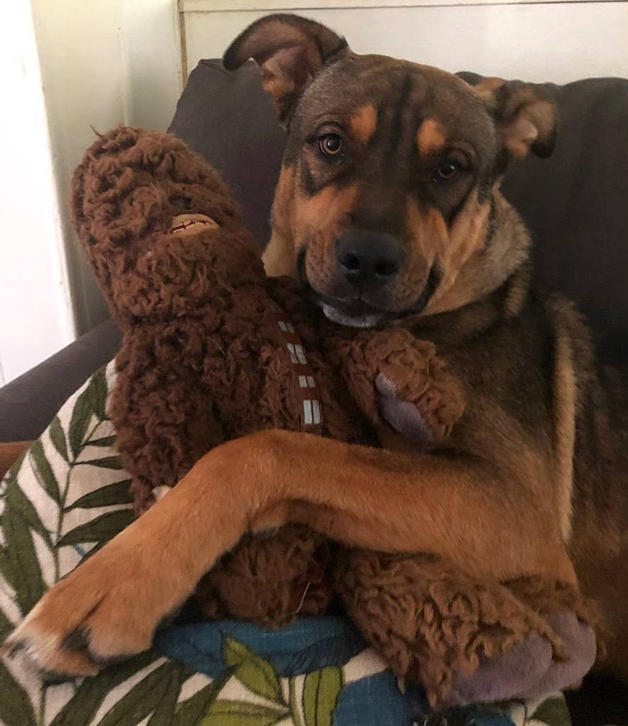 Kodak Bear joined the competition — help win amazing prizes! canidae, carnivore, comfort, companion_dog, couch, dog, dog_bed, dog_breed, dog_supply, fawn, fur, guard_dog, linens, liver, metal, paw, snout, sporting_group, wood, working_animal