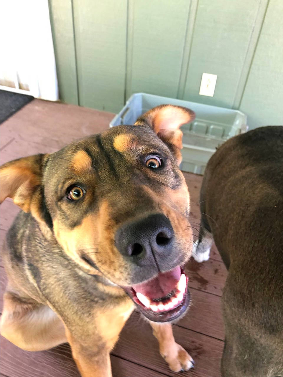 Kodak Bear joined the competition — help win amazing prizes! canidae, carnivore, collar, companion_dog, dog, dog_breed, fawn, flooring, fur, guard_dog, non_sporting_group, snout, sporting_group, terrestrial_animal, whiskers, working_animal, working_dog