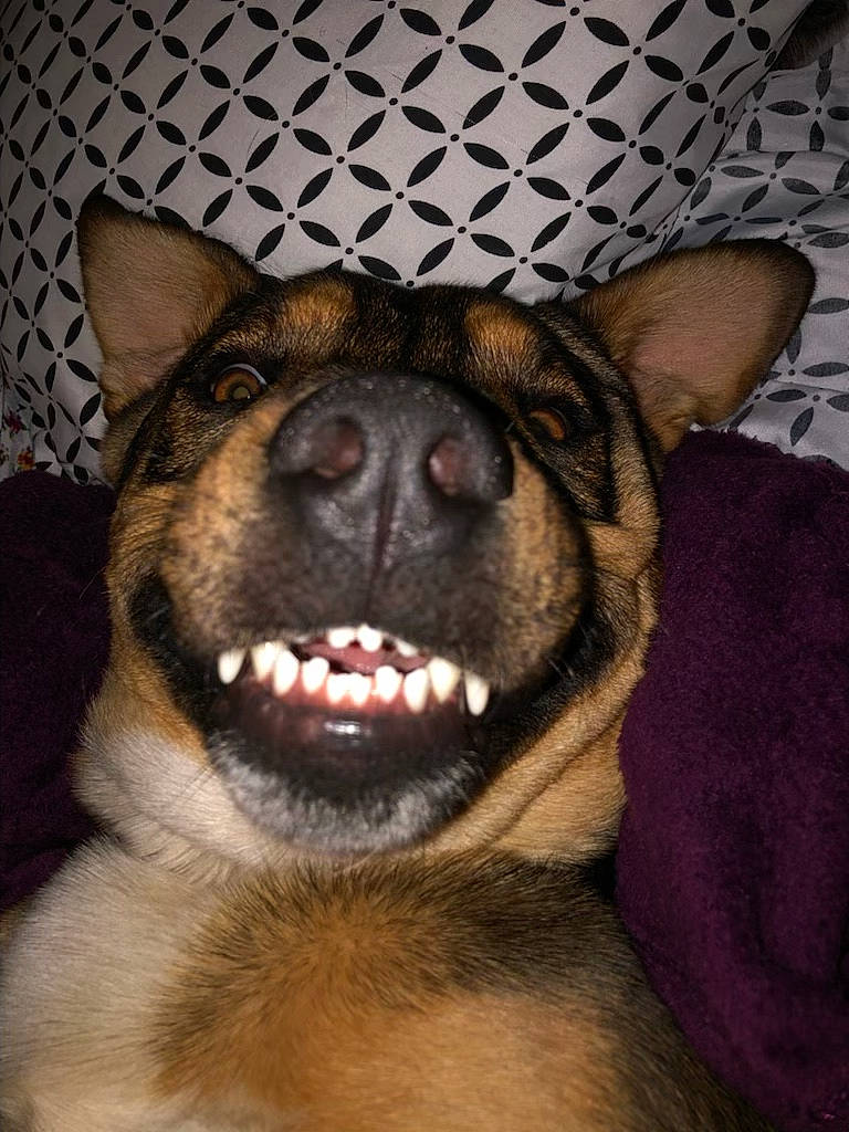 Kodak Bear is registered to the contest to win money with this photo: canidae, carnivore, comfort, companion_dog, dog, dog_breed, ear, east_european_shepherd, fawn, fur, german_shepherd_dog, jaw, king_shepherd, mammal, old_german_shepherd_dog, snout, sporting_group, terrestrial_animal, whiskers, working_animal