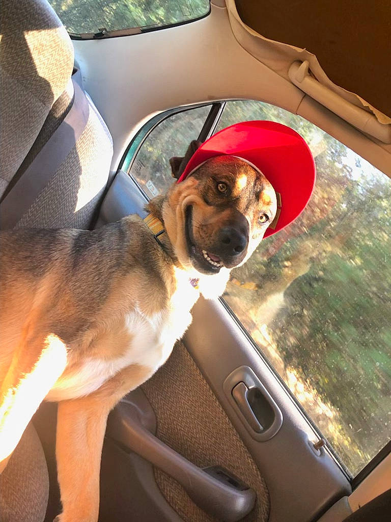 Kodak Bear joined the competition — help win amazing prizes! automotive_exterior, automotive_lighting, automotive_mirror, car, car_seat, car_seat_cover, carnivore, companion_dog, dog, dog_breed, eyewear, fawn, motor_vehicle, rear_view_mirror, seat_belt, snout, steering_part, tints_and_shades, vehicle, vehicle_door