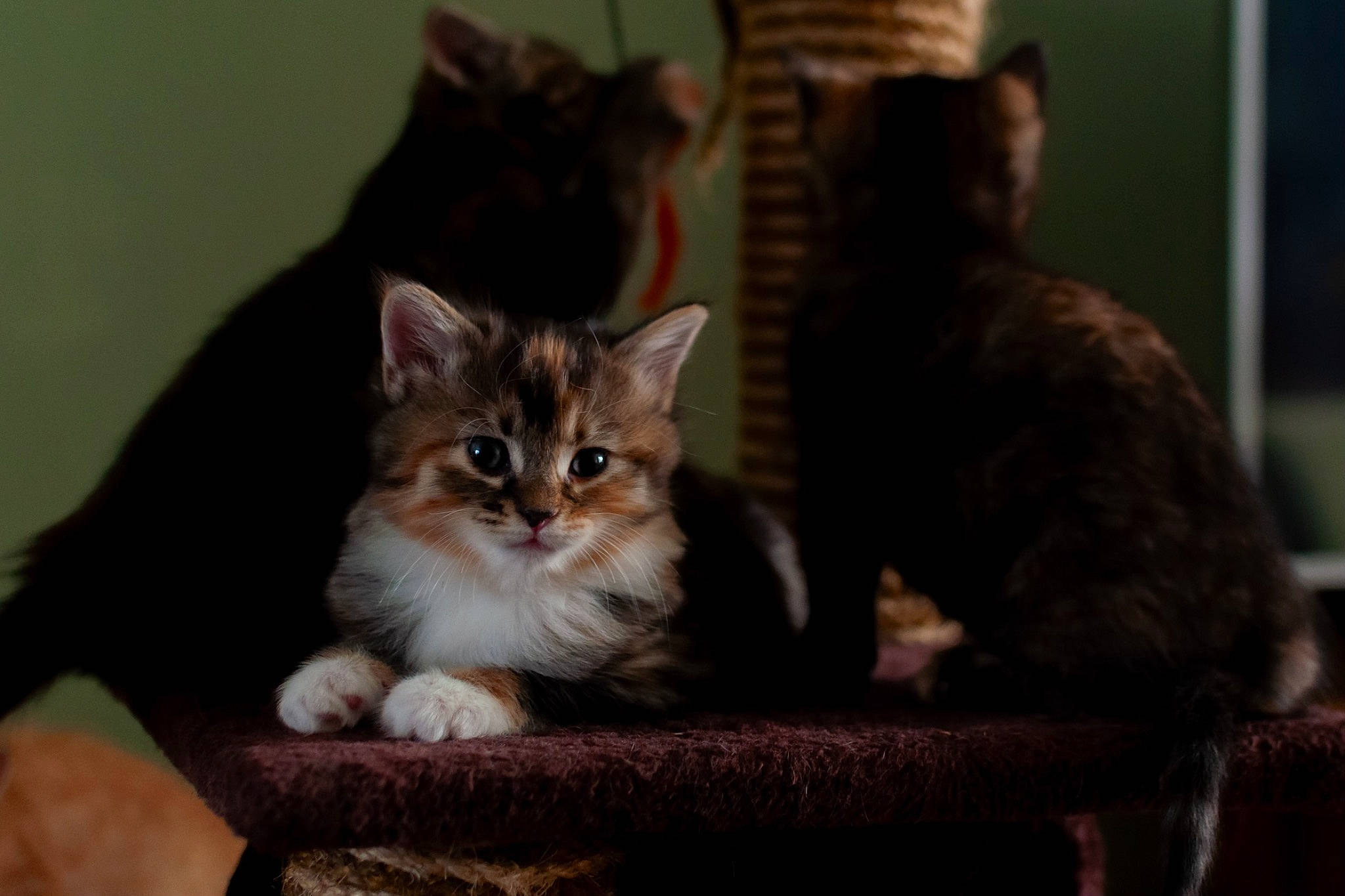 Gizmo Murphy Callie is registered to the contest to win money with this photo: carnivore, cat, cat_supply, claw, domestic_short_haired_cat, felidae, fur, paw, pet_supply, sitting, small_to_medium_sized_cats, snout, tail, whiskers, window