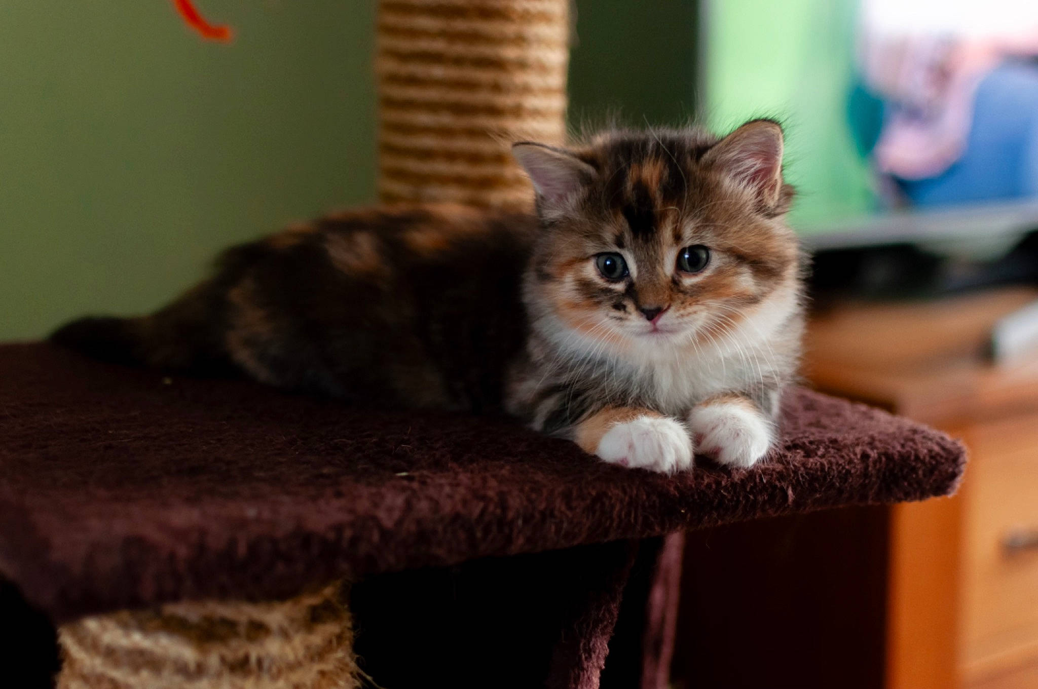 Gizmo Murphy Callie is registered to the contest to win money with this photo: box, cardboard, carnivore, cat, cat_supply, claw, domestic_short_haired_cat, fawn, felidae, fur, hardwood, paw, sitting, small_to_medium_sized_cats, snout, tail, terrestrial_animal, whiskers, window, wood