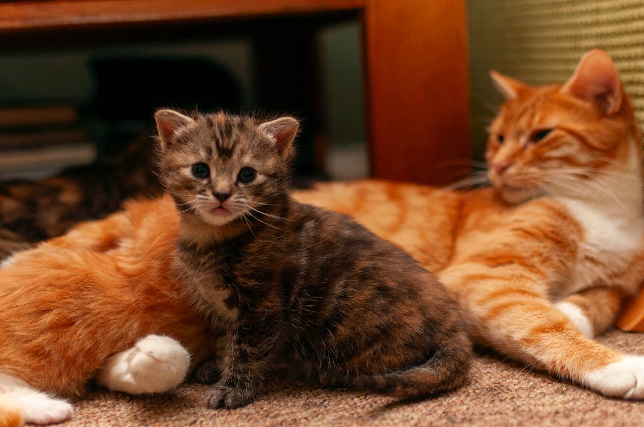 Gizmo Murphy Callie joined the competition — help win amazing prizes! carnivore, cat, cat_furniture, cat_supply, claw, comfort, domestic_short_haired_cat, fawn, felidae, fur, paw, sitting, small_to_medium_sized_cats, snout, tail, terrestrial_animal, whiskers, wildlife, window