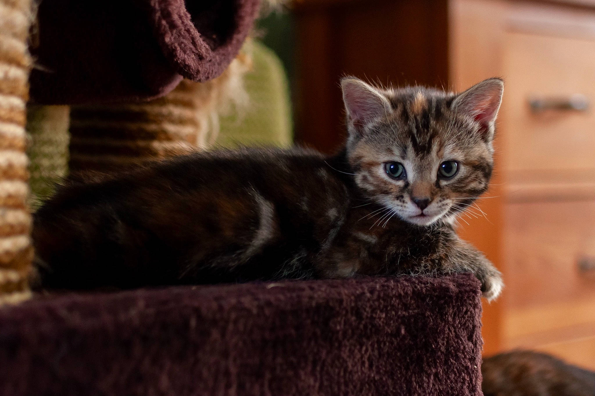 Gizmo Murphy Callie joined the competition — help win amazing prizes! carnivore, cat, cat_furniture, cat_supply, claw, domestic_short_haired_cat, fawn, felidae, fur, pet_supply, sitting, small_to_medium_sized_cats, tail, terrestrial_animal, whiskers, window, wood